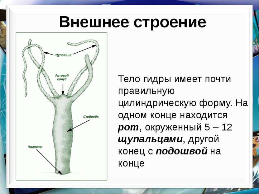 Настоящий сайт kraken